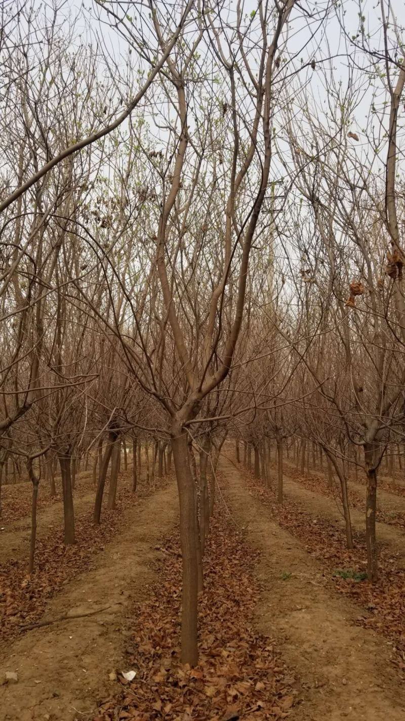 黄栌，基地大量出售黄栌苗，各种规格。现挖现卖。