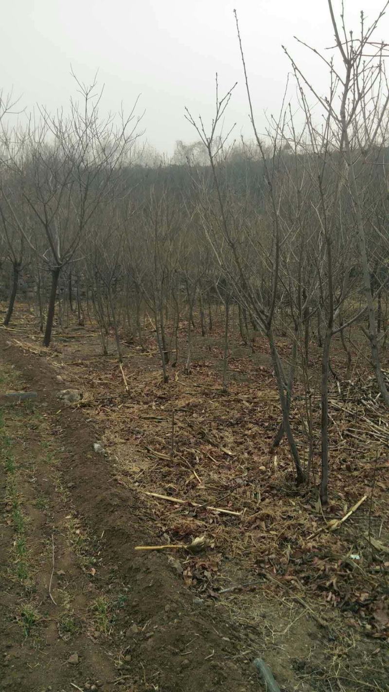 黄栌，基地大量出售黄栌苗，各种规格。现挖现卖。