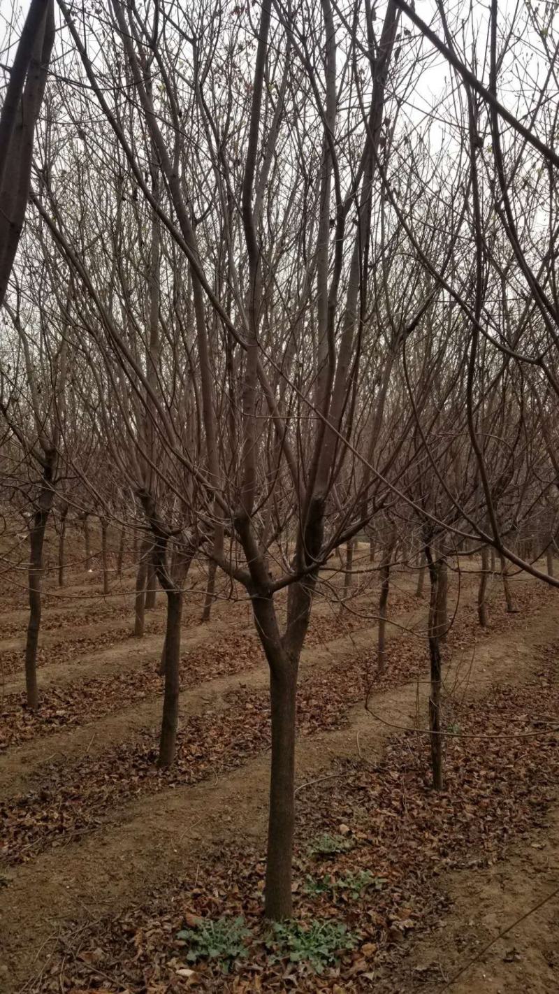 黄栌，基地大量出售黄栌苗，各种规格。现挖现卖。