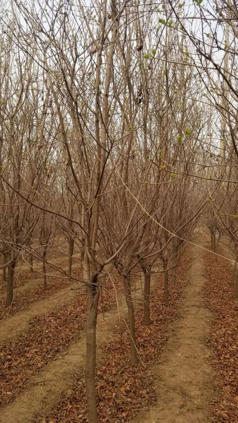 黄栌，基地大量出售黄栌苗，各种规格。现挖现卖。