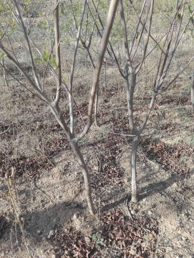 黄栌，基地大量出售黄栌苗，各种规格。现挖现卖。