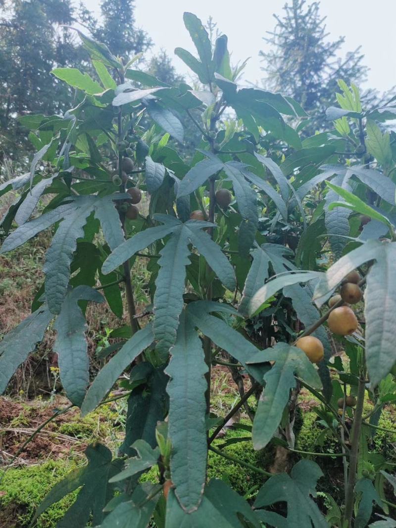 野生五指毛桃根煲汤料