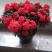 杜鹃花盆栽杜鹃花苗新品花卉绿植映山红杜鹃花