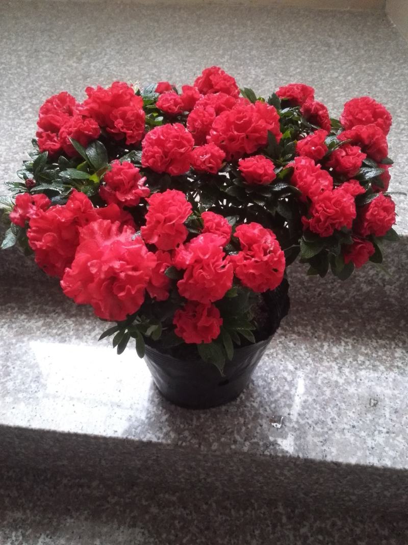 杜鹃花盆栽杜鹃花苗新品花卉绿植映山红杜鹃花