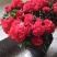 杜鹃花盆栽杜鹃花苗新品花卉绿植映山红杜鹃花
