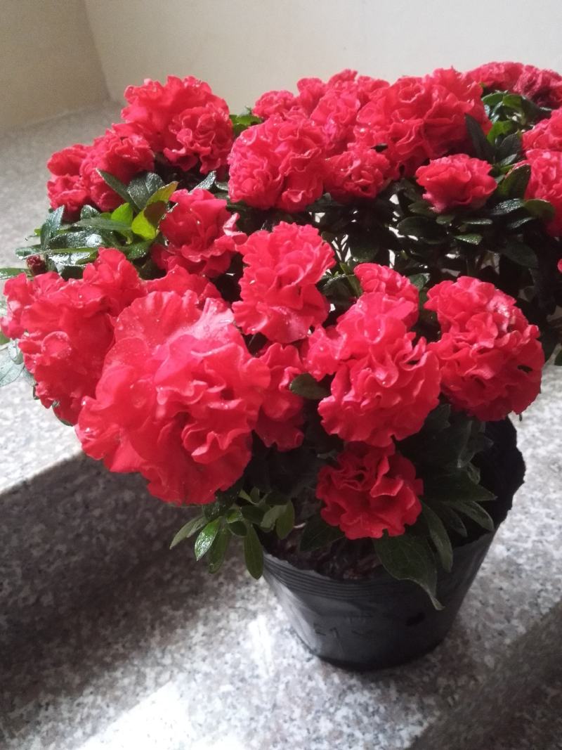 杜鹃花盆栽杜鹃花苗新品花卉绿植映山红杜鹃花