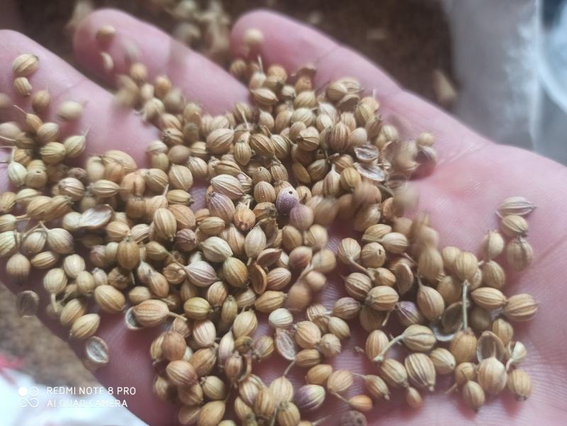 香菜籽香菜子可打粉批发零售中药材品质保证