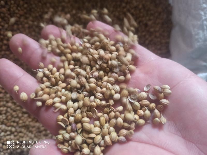 香菜籽香菜子可打粉批发零售中药材品质保证
