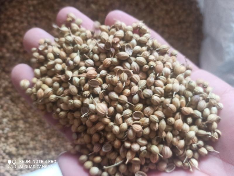 香菜籽香菜子可打粉批发零售中药材品质保证