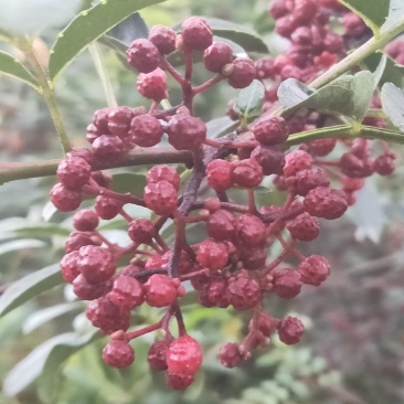 鲜花椒汉源贡椒味道特麻贡椒四川花椒