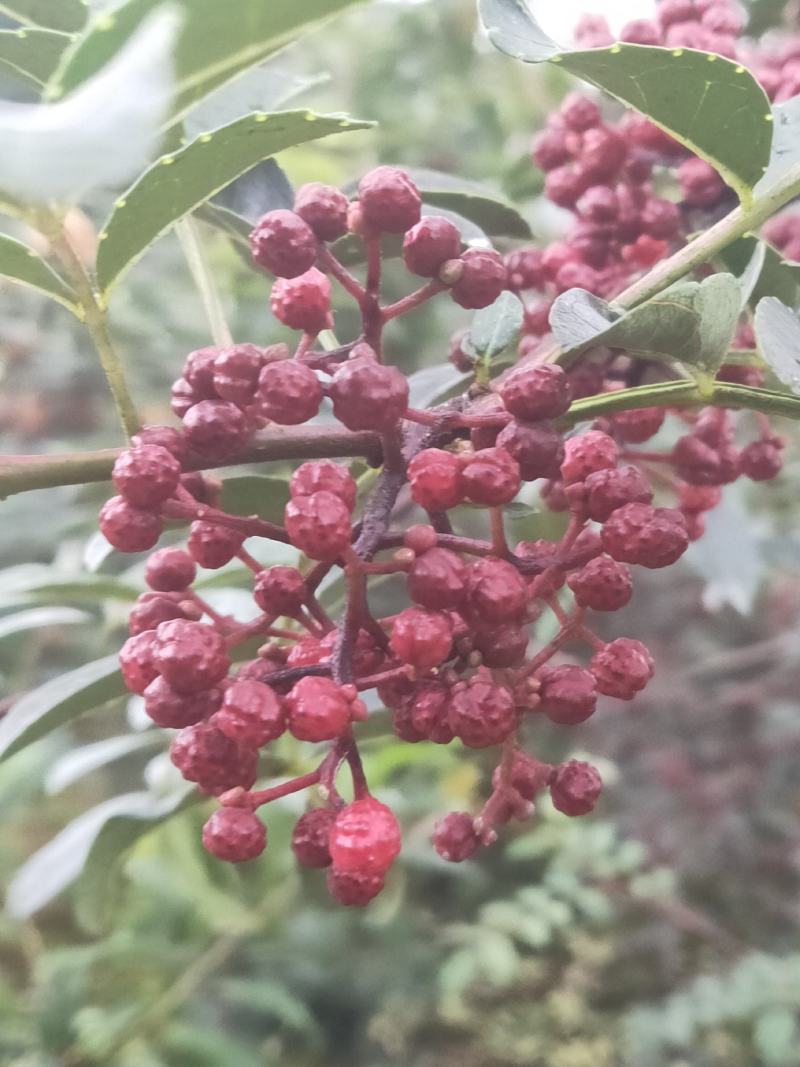 鲜花椒汉源贡椒味道特麻贡椒四川花椒