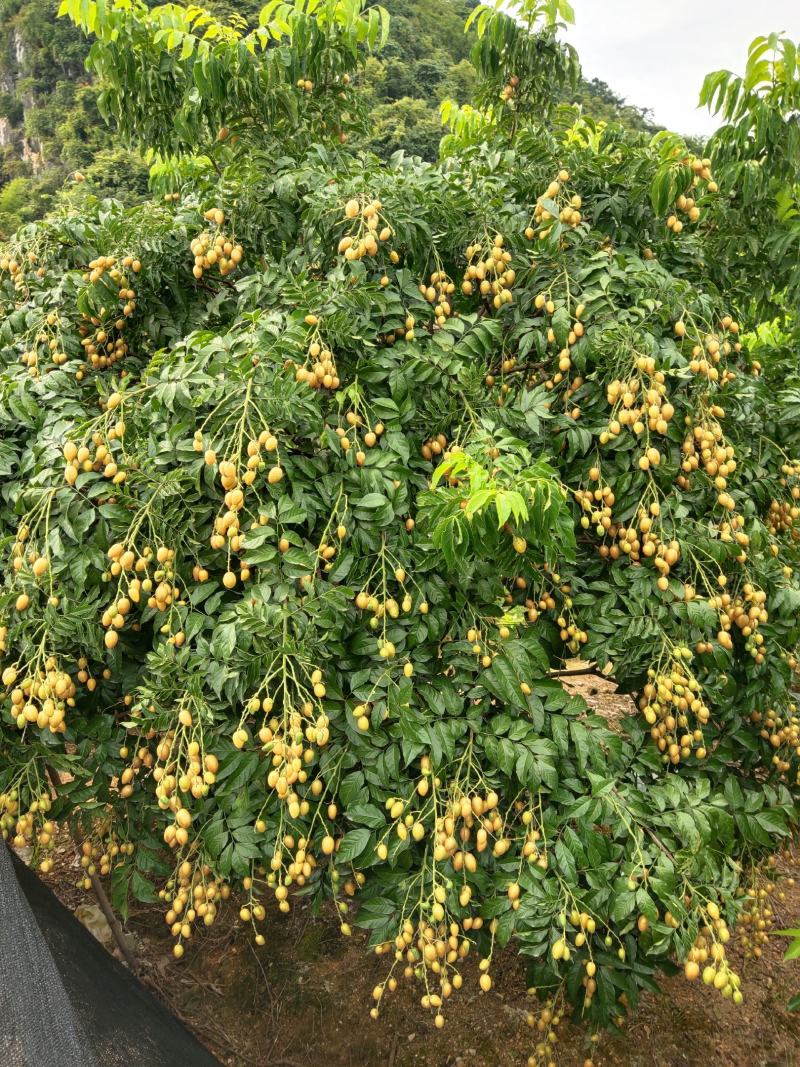 鸡心黄皮果，黑黄果型大，颜色靓丽，酸甜可口果实饱满多汁，