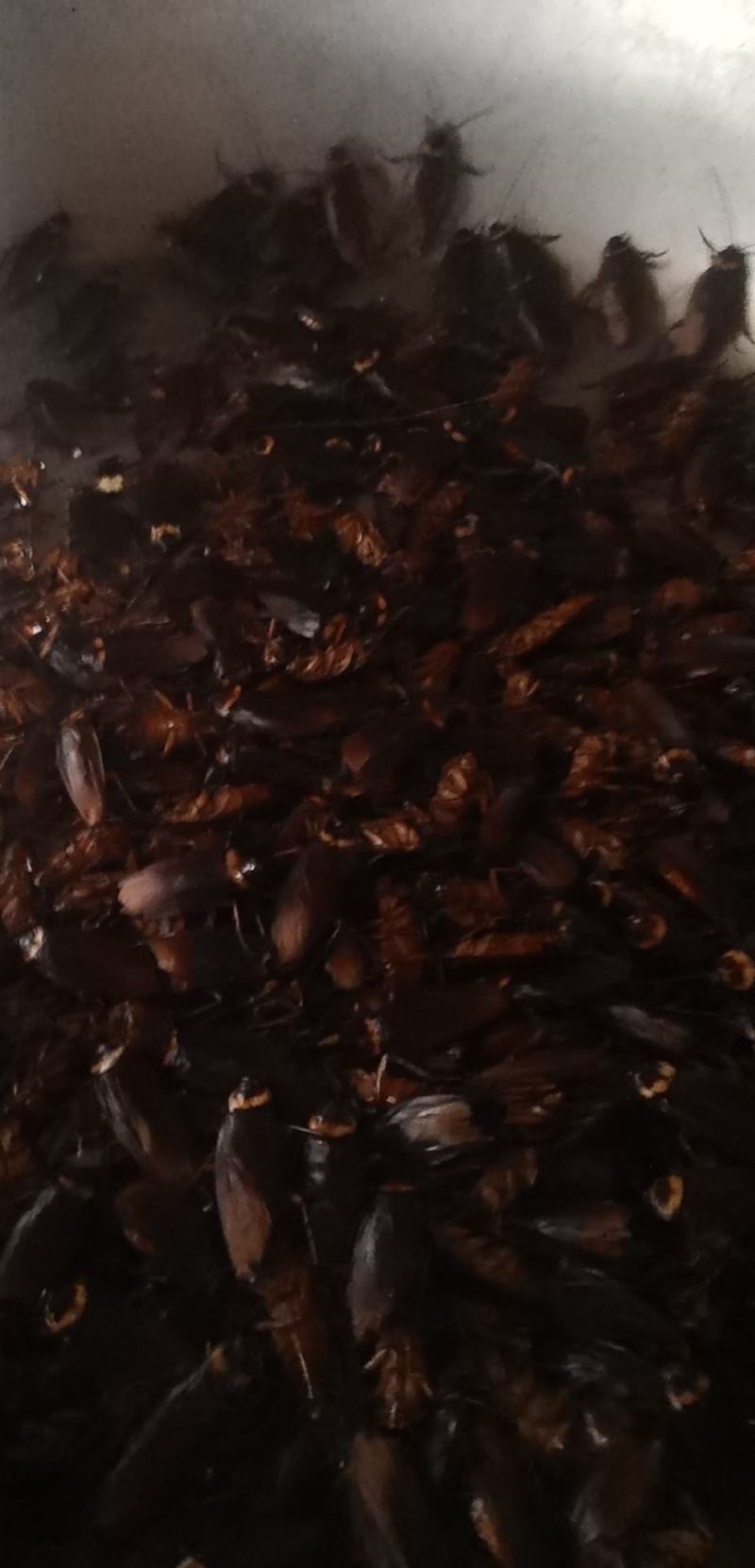 蟑螂干品，大货，随时有货！