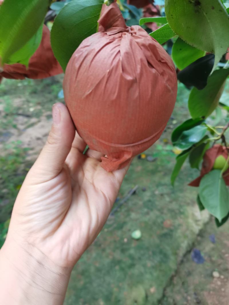 皇冠梨上市了，水分足，口感好，颜色正，有要的与我联系