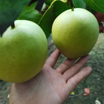 皇冠梨上市了，水分足，口感好，颜色正，有要的与我联系