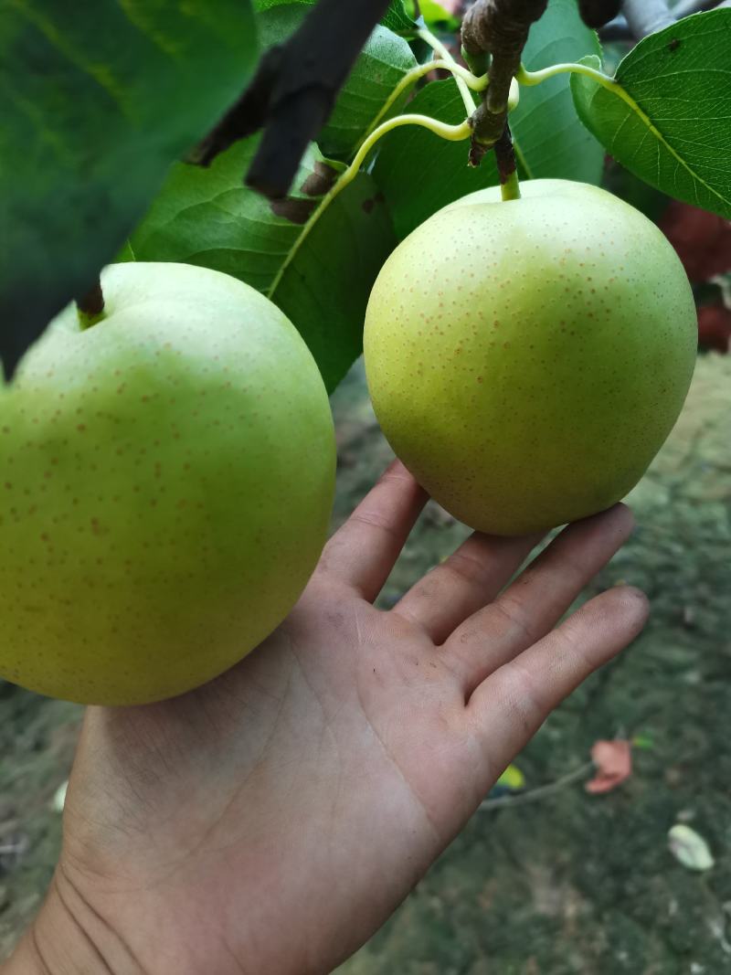 皇冠梨上市了，水分足，口感好，颜色正，有要的与我联系