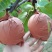 皇冠梨上市了，水分足，口感好，颜色正，有要的与我联系