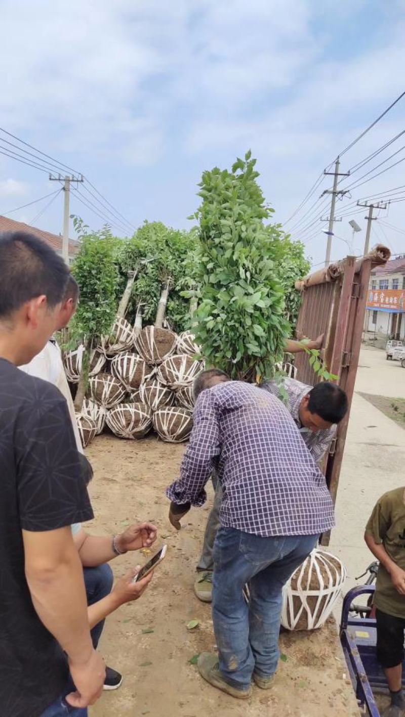 梅花基地常年供应优质嫁接重瓣榆叶梅，大花榆叶梅货源充足