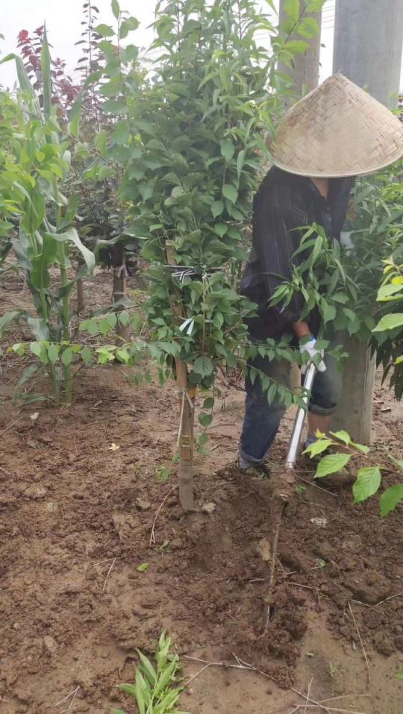 梅花基地常年供应优质嫁接重瓣榆叶梅，大花榆叶梅货源充足