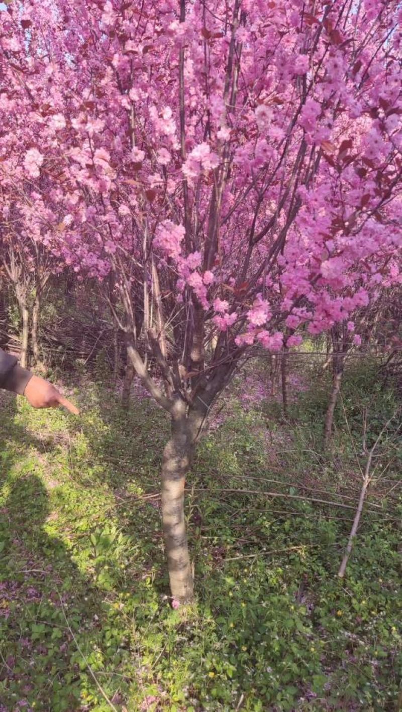 梅花基地常年供应优质嫁接重瓣榆叶梅，大花榆叶梅货源充足