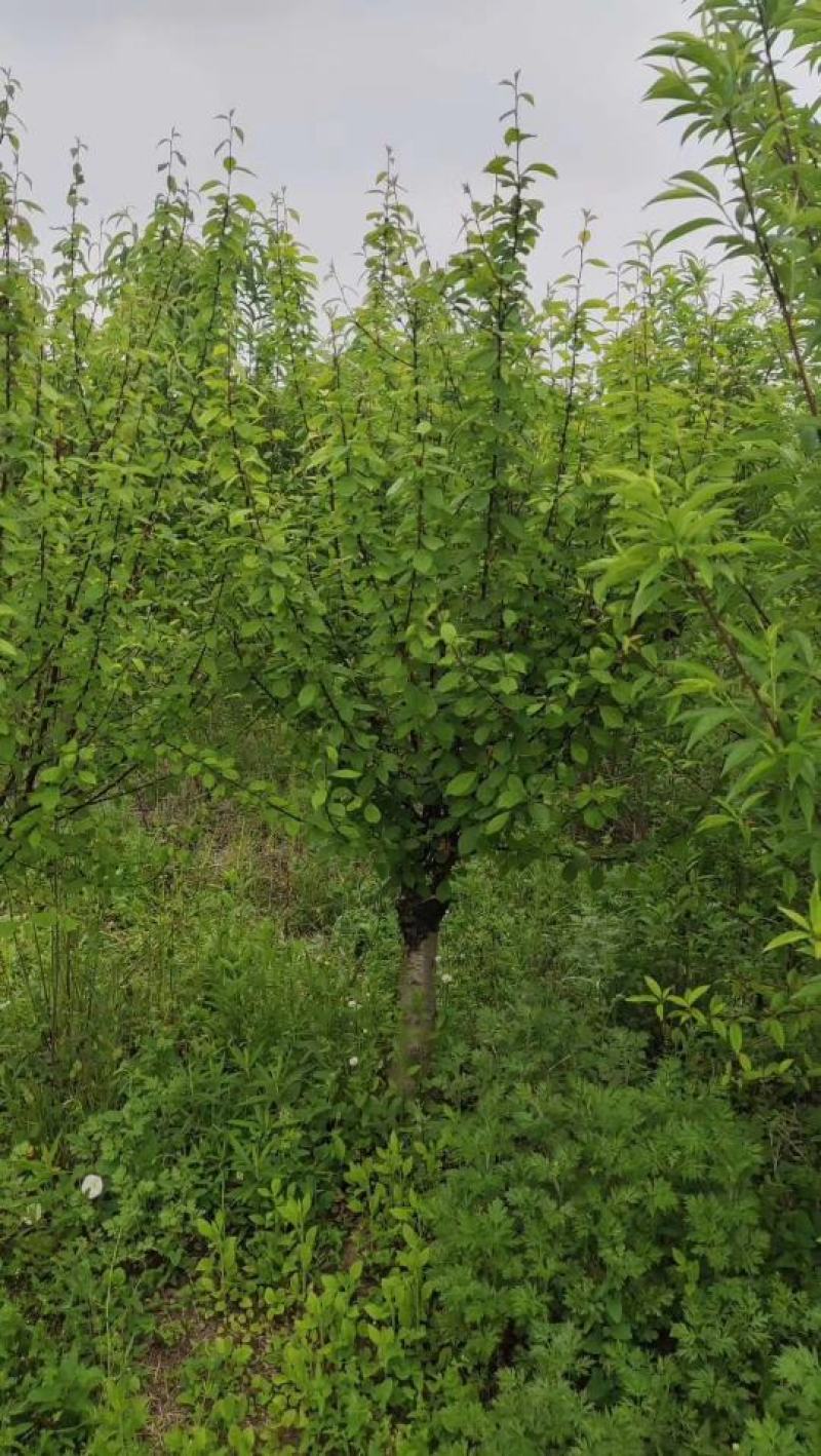 梅花基地常年供应优质嫁接重瓣榆叶梅，大花榆叶梅货源充足