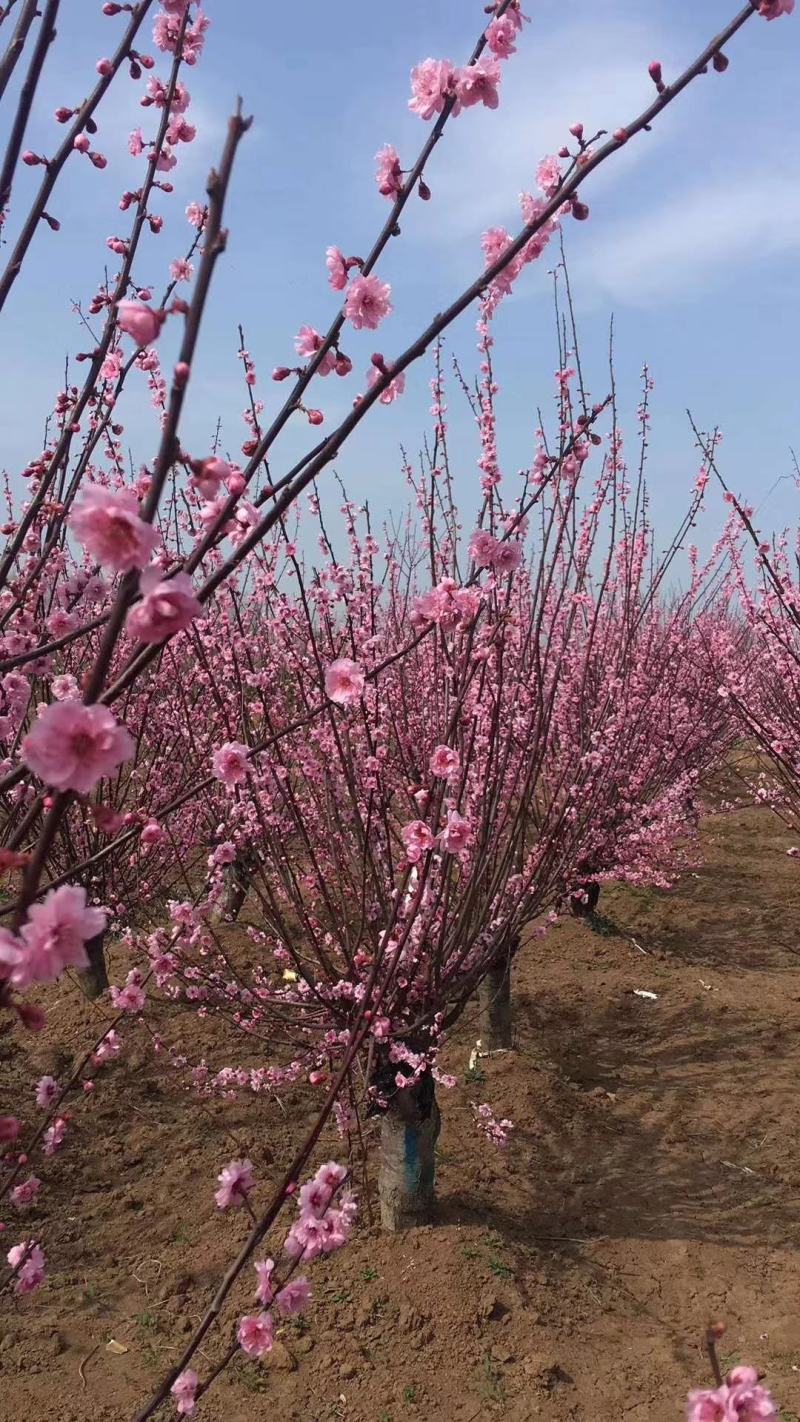 梅花基地常年供应优质嫁接重瓣榆叶梅，大花榆叶梅货源充足