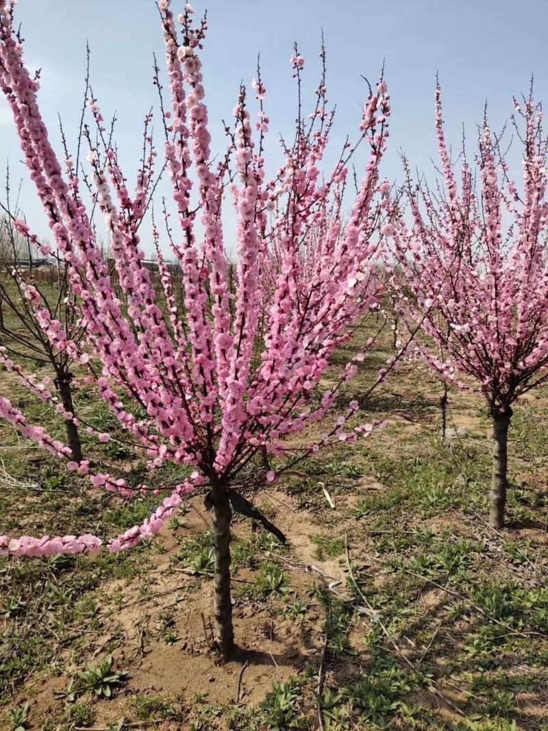 梅花基地常年供应优质嫁接重瓣榆叶梅，大花榆叶梅货源充足