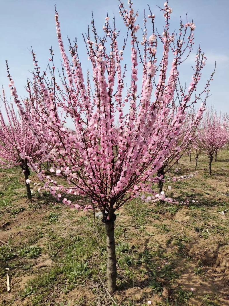 梅花基地常年供应优质嫁接重瓣榆叶梅，大花榆叶梅货源充足