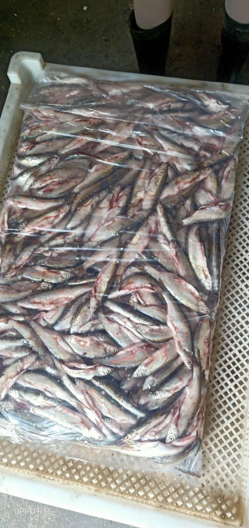 开肚蓝刀鱼12-20公分