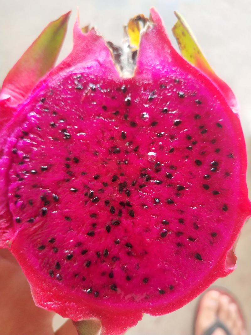 新鲜火龙果，红心红皮火龙果，基地直发，没有差价。