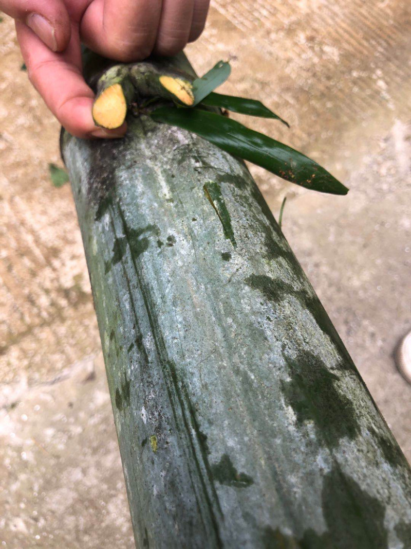 精品毛竹，大量出售，价格实惠