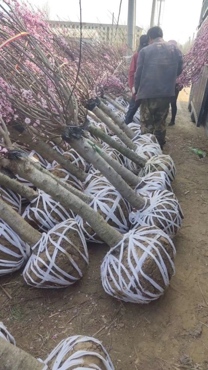 梅花产地直供优质美人梅，规格3-15公分，货源充足