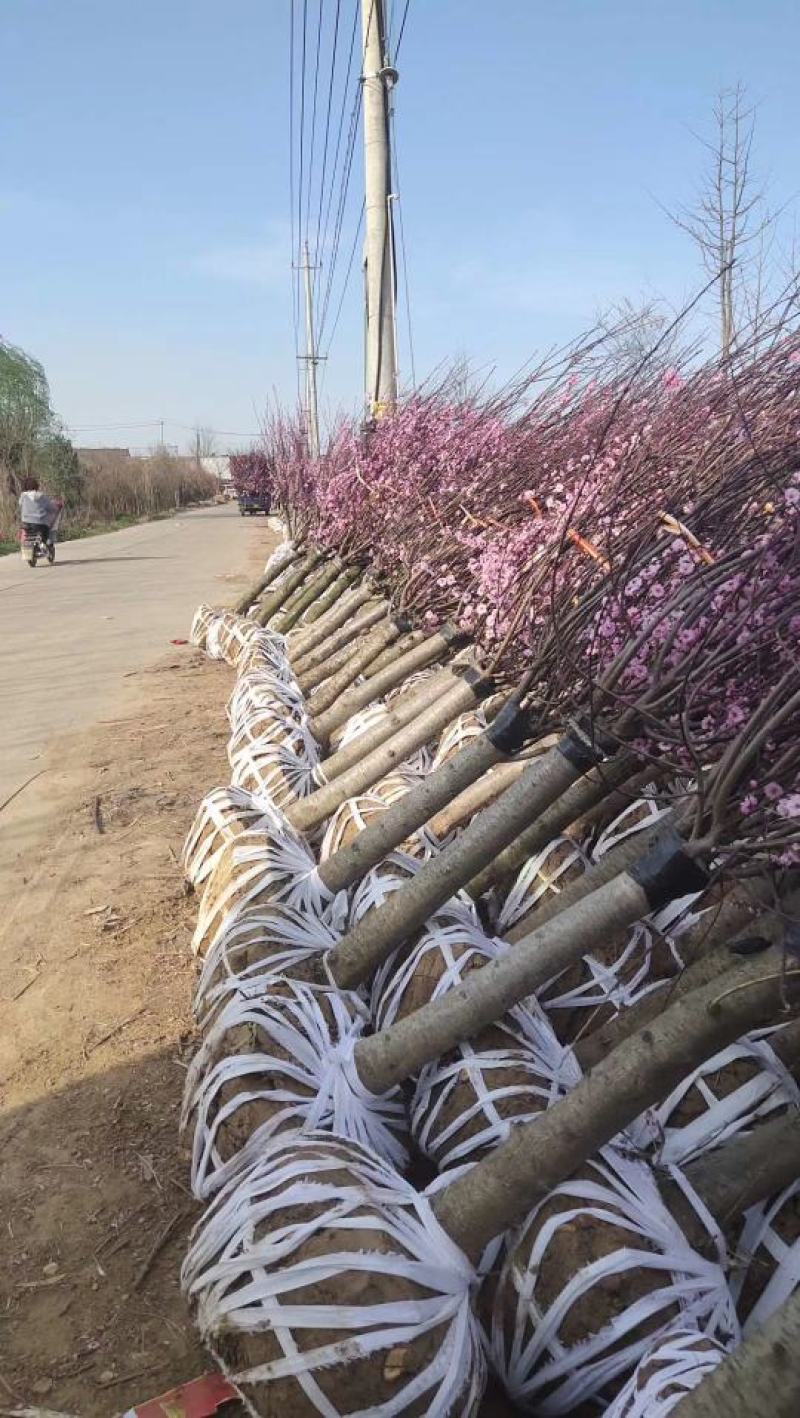 梅花产地直供优质美人梅，规格3-15公分，货源充足