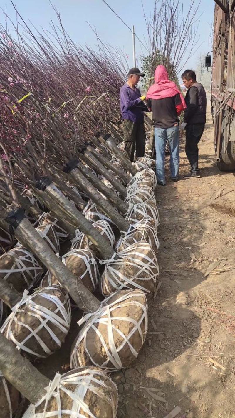 梅花产地直供优质美人梅，规格3-15公分，货源充足