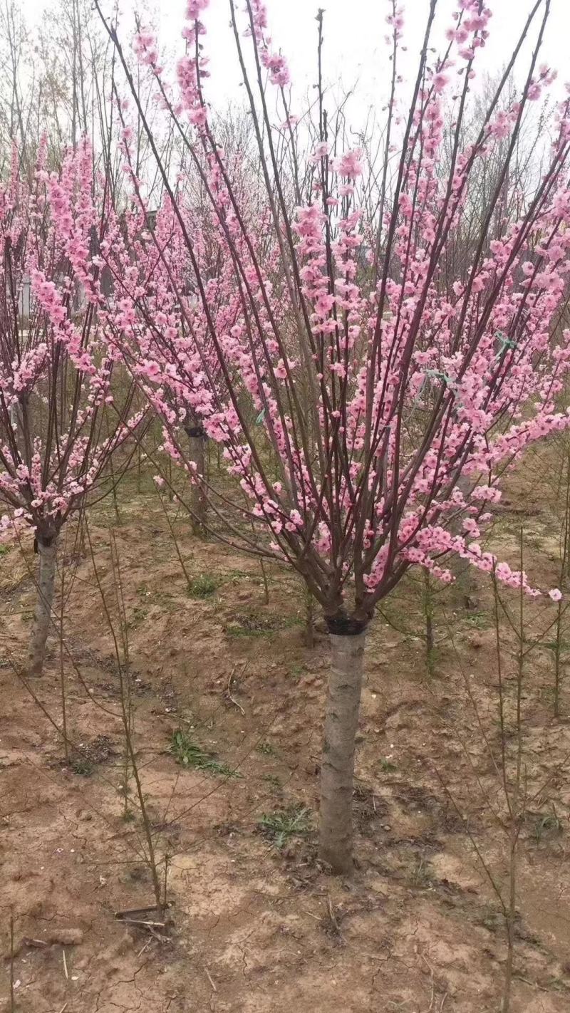 梅花产地直供优质美人梅，规格3-15公分，货源充足