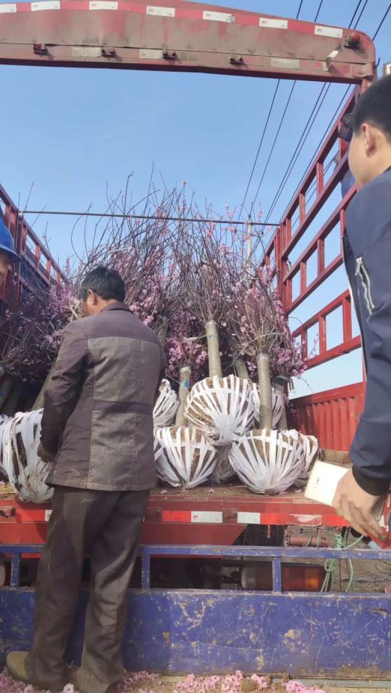 梅花产地直供优质美人梅，规格3-15公分，货源充足