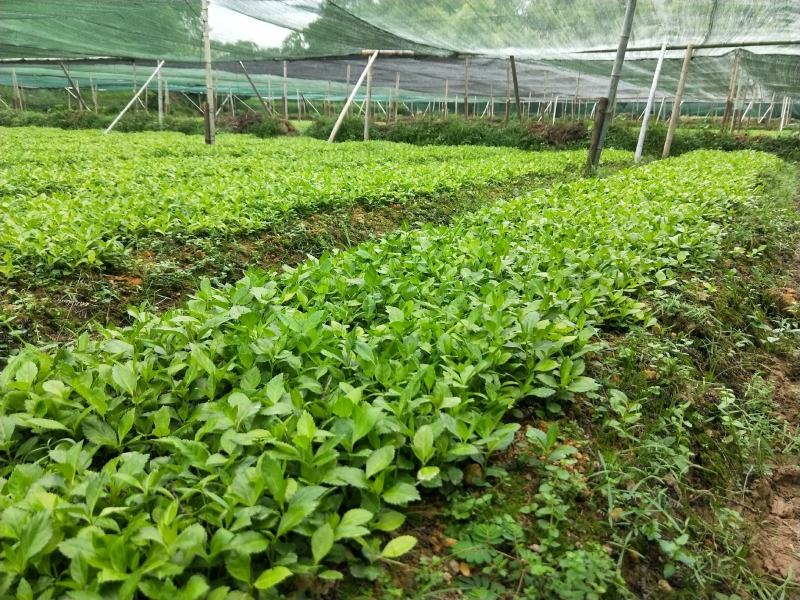 草珊瑚苗～自家苗圃无中间商赚差价，一年两年苗欢迎实地考察