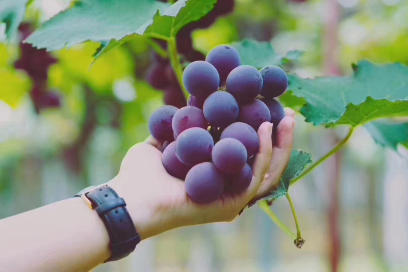 浦江巨峰葡萄🍇口感好甜