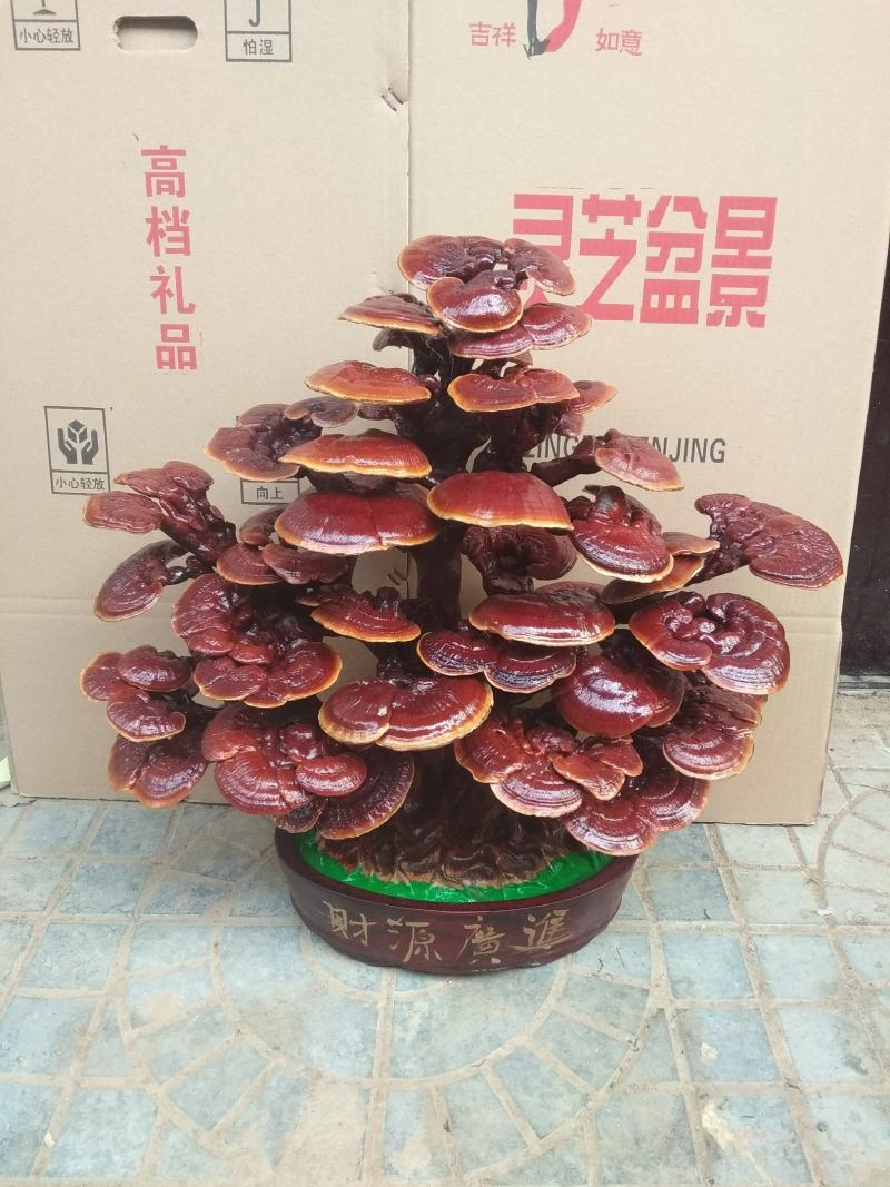 灵芝盆景盆栽活体种植客厅室内办公室四季常青基地供应