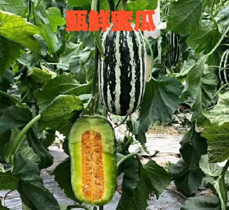 博洋9号百万亩甜瓜基地对接电商各大平台欢迎合作考察
