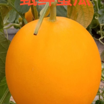 黄河蜜蜜瓜百万亩基地甜瓜对接各大平台欢迎合作考察