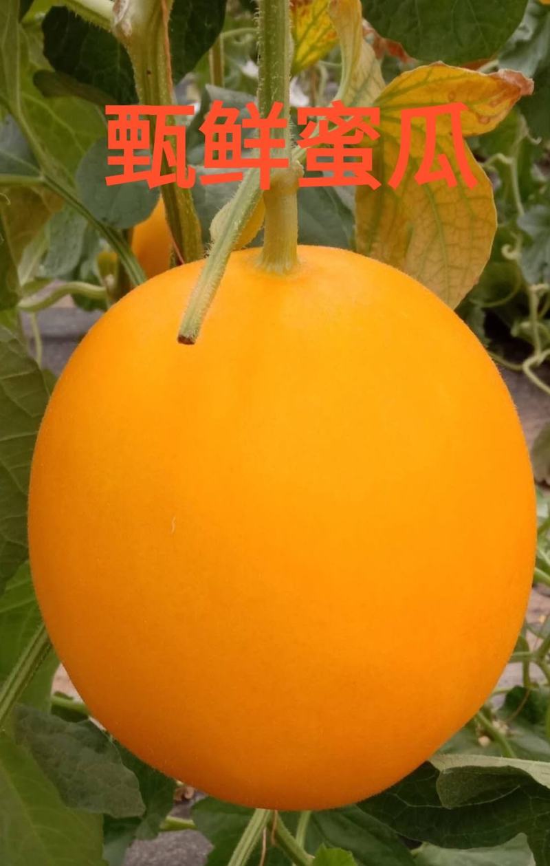 黄河蜜蜜瓜百万亩基地甜瓜对接各大平台欢迎合作考察