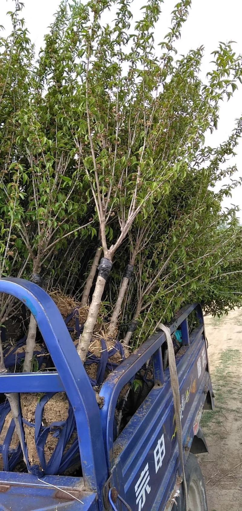 自产自销嫁接珍珠梅，独杆珍珠梅，梅花规格齐全，质优价廉