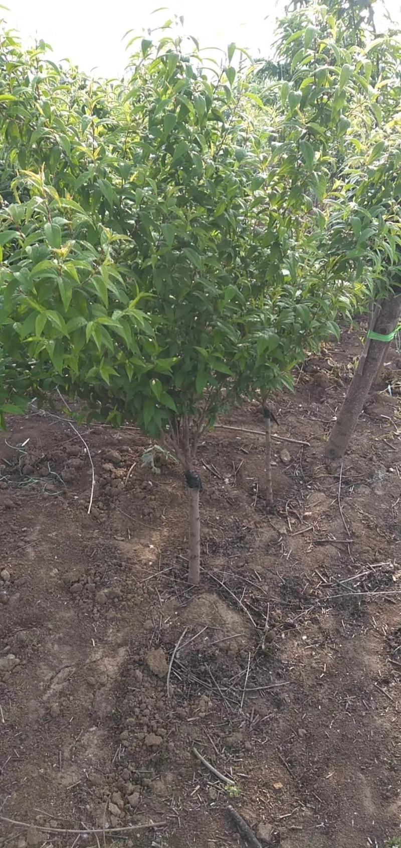 自产自销嫁接珍珠梅，独杆珍珠梅，梅花规格齐全，质优价廉