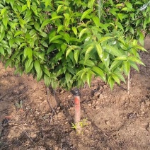 自产自销嫁接珍珠梅，独杆珍珠梅，梅花规格齐全，质优价廉