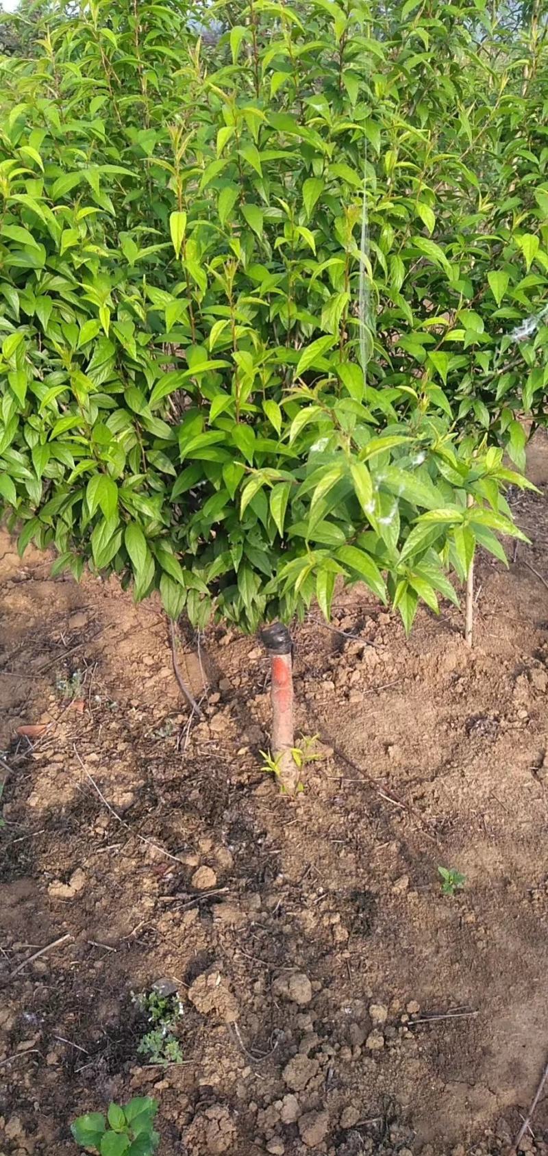 自产自销嫁接珍珠梅，独杆珍珠梅，梅花规格齐全，质优价廉