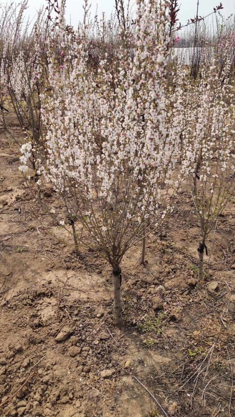 自产自销嫁接珍珠梅，独杆珍珠梅，梅花规格齐全，质优价廉