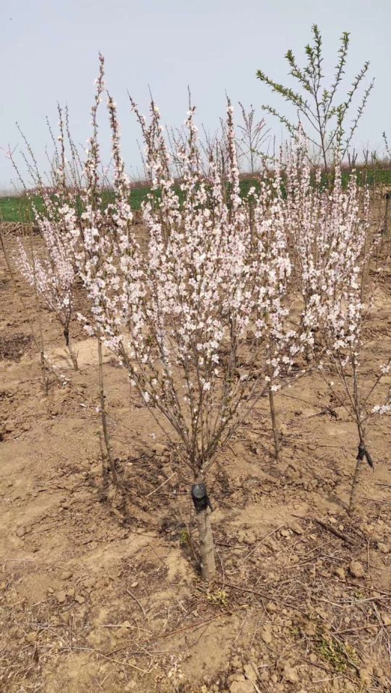 自产自销嫁接珍珠梅，独杆珍珠梅，梅花规格齐全，质优价廉