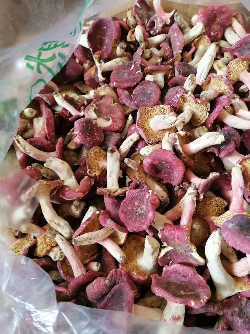野生红菇食用菌营养丰富物美价廉