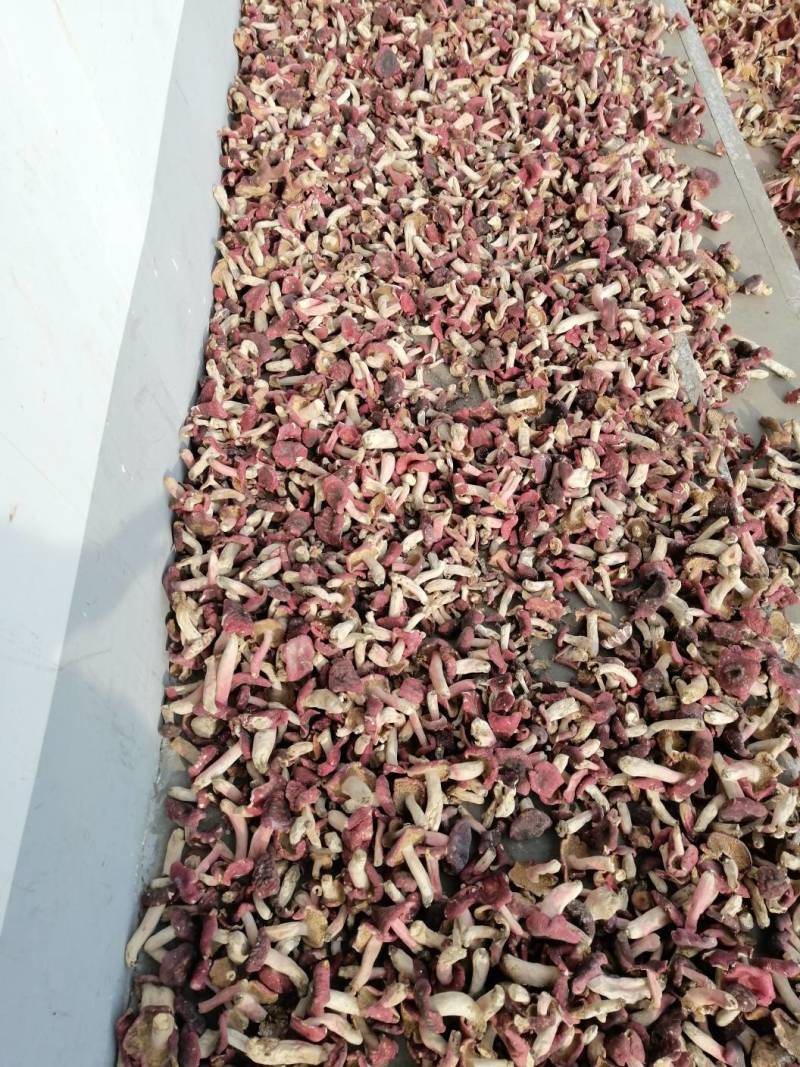 野生红菇食用菌营养丰富物美价廉